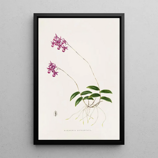 James Bateman - Barkeria Lindleyana.webp