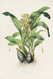Catasetum Maculatum - James Bateman — weergave van het kunstwerk