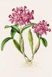 Cattleya Skinneri - James Bateman — weergave van het kunstwerk