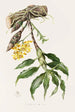 Chysis Loevis - James Bateman — artwork view