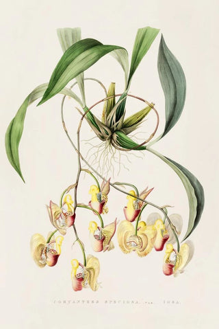 James Bateman - Coryanthes Speciosa.webp