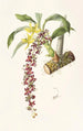 Cycnoches Egertonianum - James Bateman — weergave van het kunstwerk