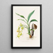Cycnoches Ventricosum - James Bateman — ingelijst kunstwerk aan de muur