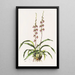 Cyrtochilum Bictoniense - James Bateman — ingelijst kunstwerk aan de muur
