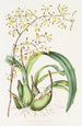 Epidendrum Alatum - James Bateman — artwork view