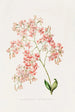 Epidendrum Erubescens - James Bateman | Painting — artwork view