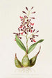 Epidendrum Macrochilum - James Bateman — artwork view