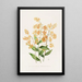 Epidendrum Polyanthum - James Bateman — ingelijst kunstwerk aan de muur