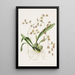 Odontoglossum Hastatum - James Bateman — ingelijst kunstwerk aan de muur