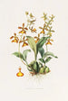 Oncidium Insleayii - James Bateman — artwork view
