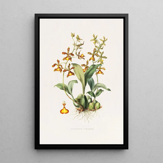 James Bateman - Oncidium Insleayii.webp