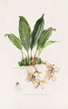 Stanhopea Martiana - James Bateman — weergave van het kunstwerk