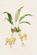 Stanhopea Saccata - James Bateman — artwork view