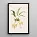 Stanhopea Saccata - James Bateman — framed artwork on a wall