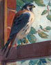 Crécerelle d'Amérique - James C. Kulhanek — weergave van het kunstwerk