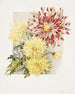 Daisies - James Callowhill — weergave van het kunstwerk