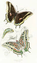 Charaxes Jasius - James Duncan — weergave van het kunstwerk