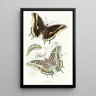 James Duncan - Charaxes Jasius.webp