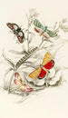 Deiopeia bella Cydosia nobilitella Chloridea Rhexiae - James Duncan — weergave van het kunstwerk