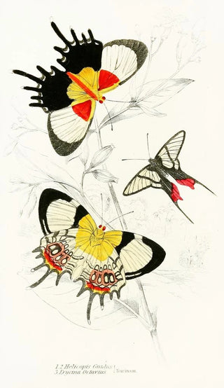 James Duncan - Helicopis Gnidus Erycina Octavius.webp