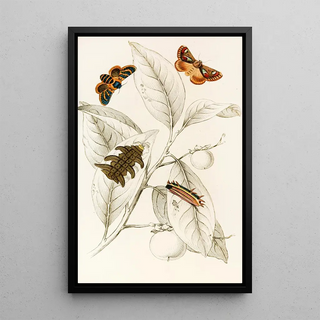 James Duncan - Limacodes Cippus Ecnomidea Pithecium.webp