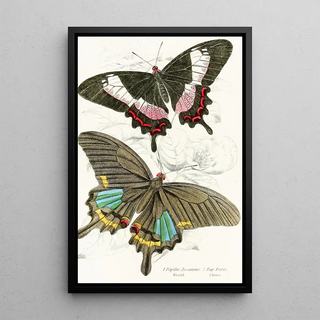James Duncan - Papilio Ascanius Pap Paris.webp