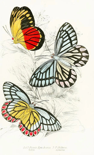 James Duncan - Pieris Epicharis Pieris Philyra.webp