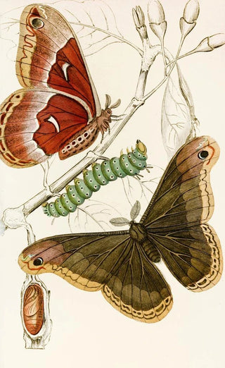 James Duncan - Saturnia Prometheus.webp