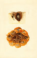 Ananas comosus - James Marion Shull — weergave van het kunstwerk