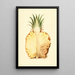 Ananas comosus, ananas - James Marion Shull — ingelijst kunstwerk aan de muur