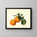 Citrus aurantium acide x 23 - James Marion Shull — ingelijst kunstwerk aan de muur
