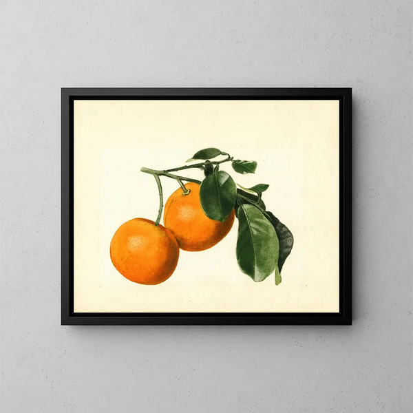 Citrus aurantium acide x 23 - James Marion Shull — ingelijst kunstwerk aan de muur