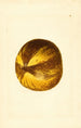 Citrus grandis - James Marion Shull — artwork view