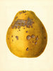 Citrus limon Ponderosa - James Marion Shull — weergave van het kunstwerk