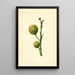 Citrus paradisi - James Marion Shull — ingelijst kunstwerk aan de muur