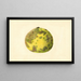 Citrus paradisi Pomelo - James Marion Shull — ingelijst kunstwerk aan de muur