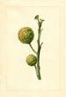 Citrus paradisi - James Marion Shull — weergave van het kunstwerk