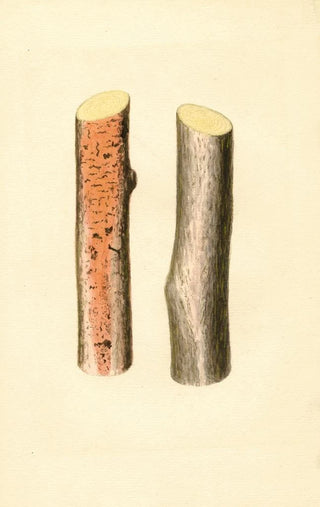 James Marion Shull - Citrus sinensis.webp