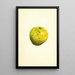 Cydonia oblonga - James Marion Shull — framed artwork on a wall