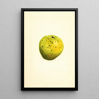 James Marion Shull - Cydonia oblonga.webp