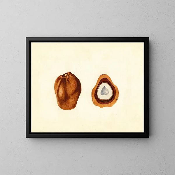 Hyphaene thebaica - James Marion Shull — ingelijst kunstwerk aan de muur