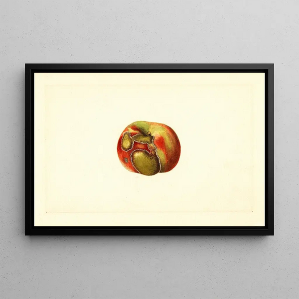 James Marion Shull - Malus domestica.webp