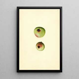 James Marion Shull - Malus domestica Gano.webp