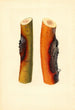 Malus domestica Jonathan - James Marion Shull — weergave van het kunstwerk