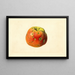 Malus domestica Smith Cider - James Marion Shull — ingelijst kunstwerk aan de muur