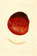 Malus domestica Spitzenberg - James Marion Shull — weergave van het kunstwerk