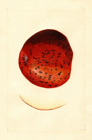 James Marion Shull - Malus domestica Spitzenberg.webp