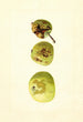 Malus domestica Yellow Transparent - James Marion Shull — weergave van het kunstwerk