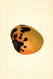 Mangifera indica - James Marion Shull — weergave van het kunstwerk