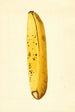 Musa - James Marion Shull — weergave van het kunstwerk